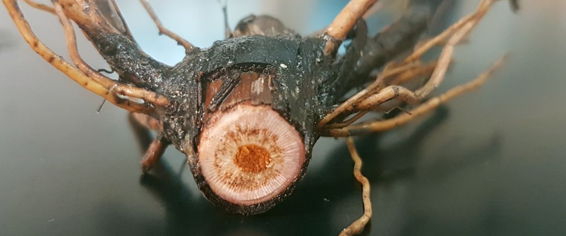 First Report of Fusarium equiseti Causing vascular wilt Disease on Vitis vinifera L. in Spain